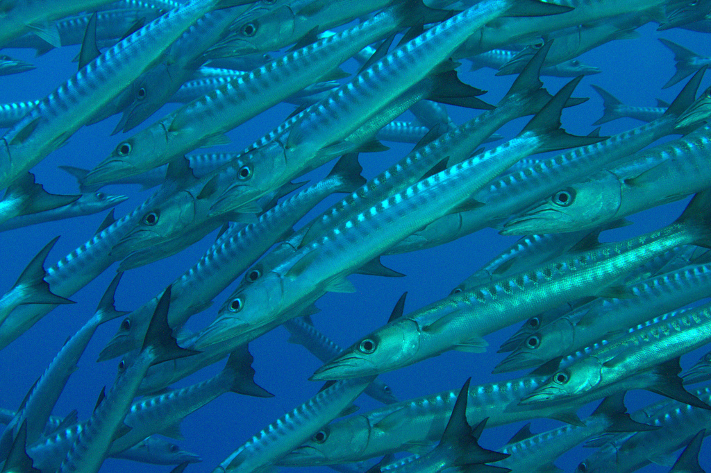 Barracuda à nageoires noires