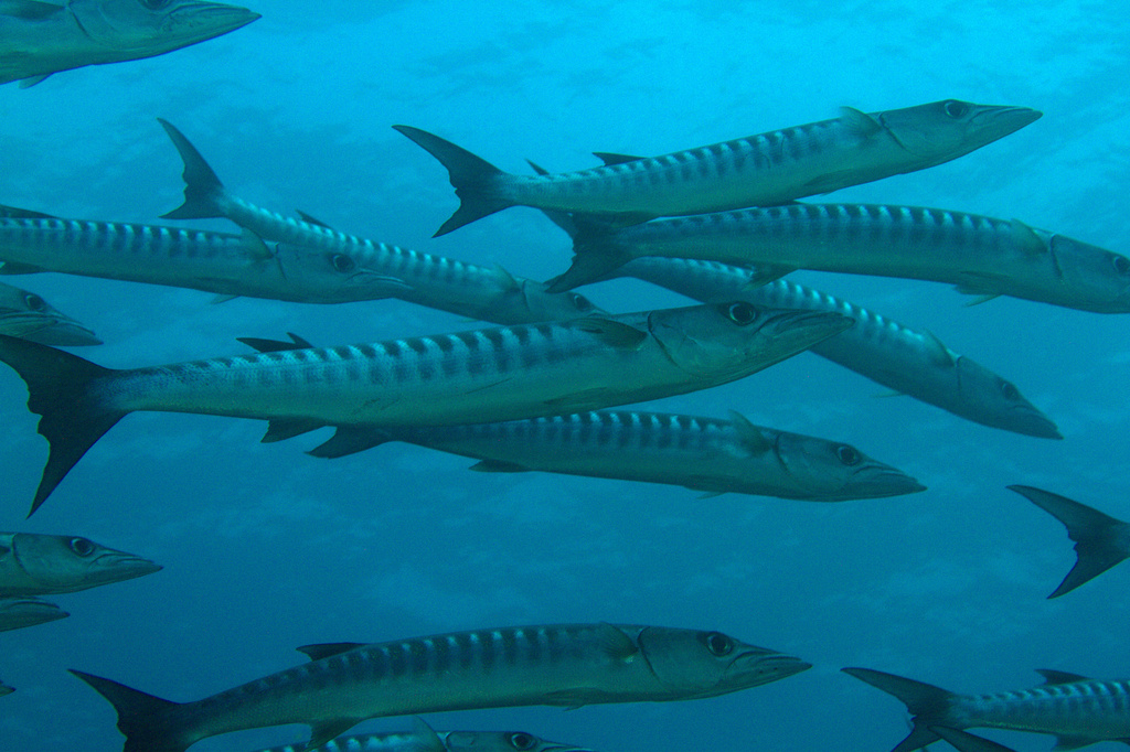 Barracuda à nageoires noires