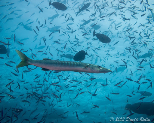 Barracuda à nageoires noires