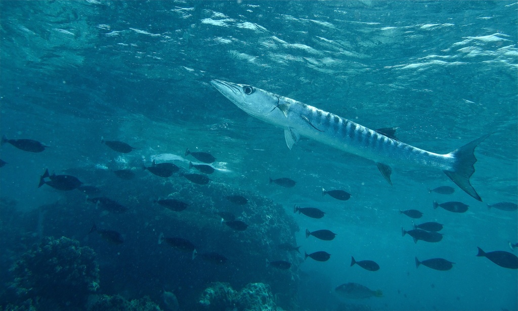Barracuda à nageoires noires