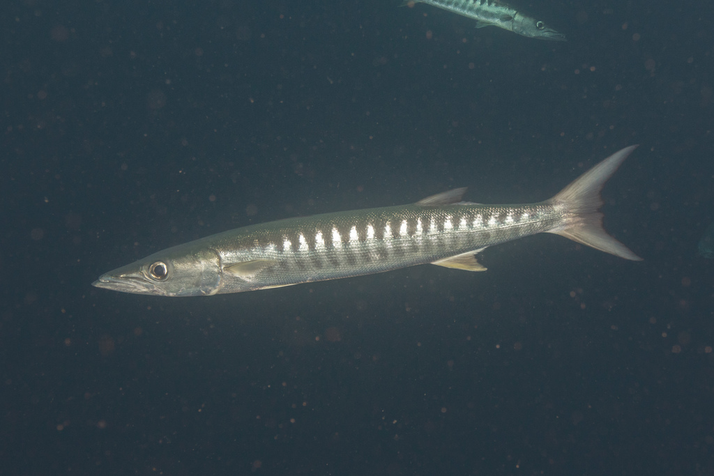 Barracuda à nageoires noires