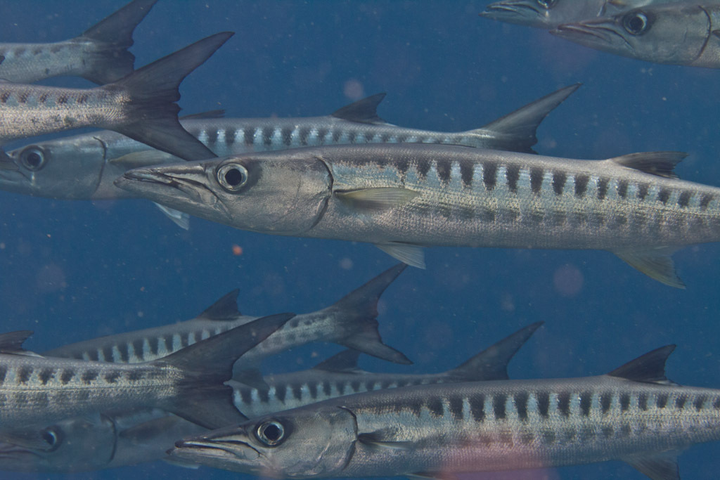 Barracuda à nageoires noires