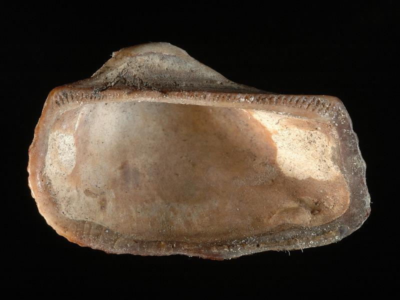 Arche tétragonale