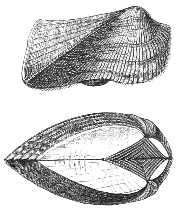 Arche tétragonale