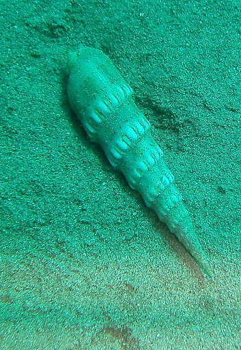 Crenulated Auger