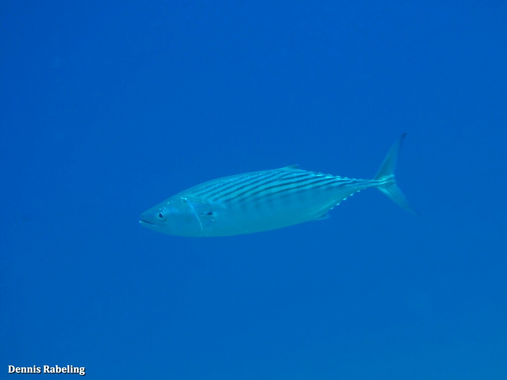 Atlantic Bonito