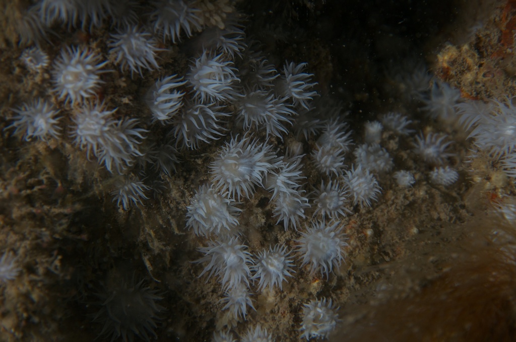 Elegant anemone