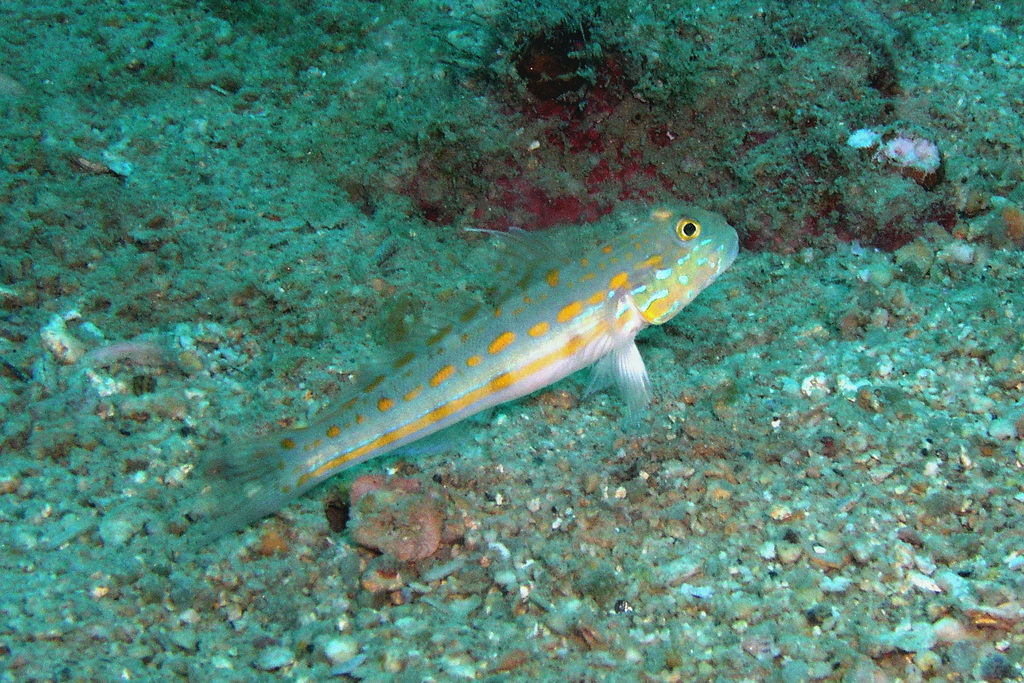 Orange-dashed Goby