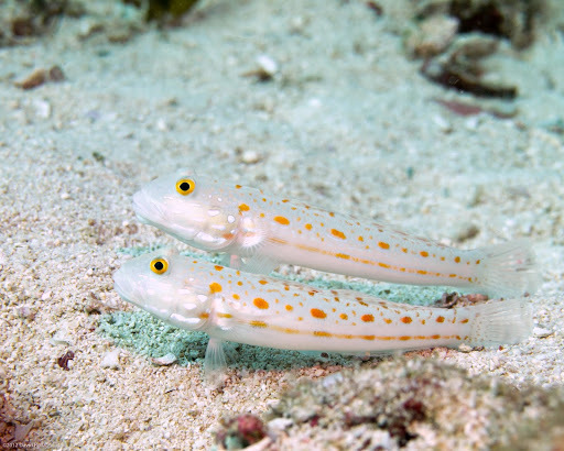 Orange-dashed Goby