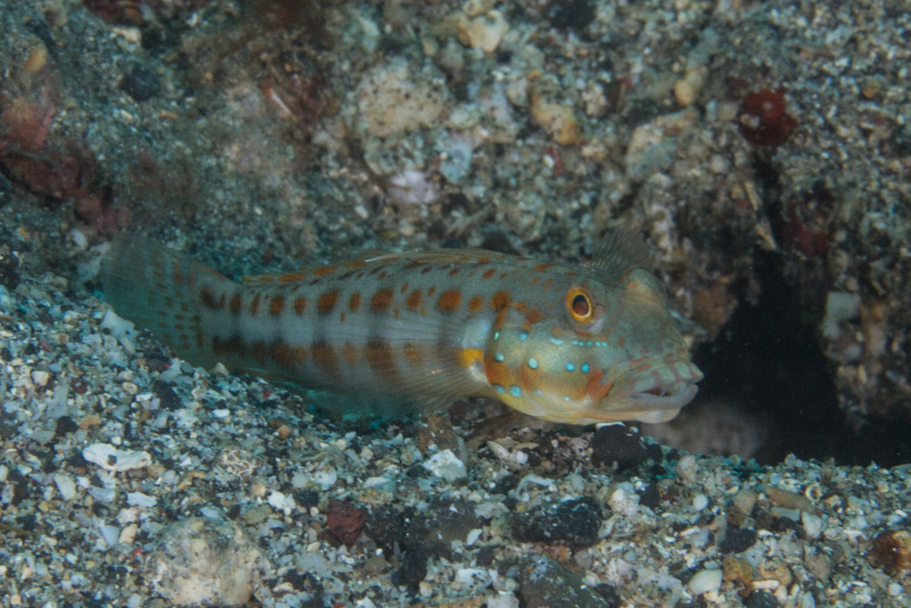 Orange-dashed Goby