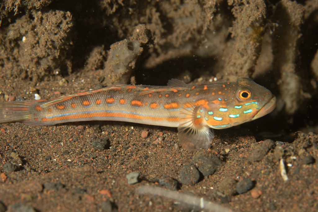 Orange-dashed Goby