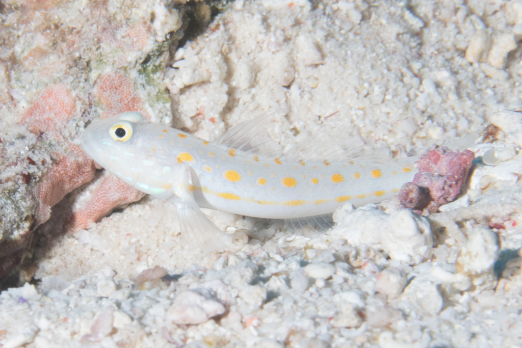 Orange-dashed Goby