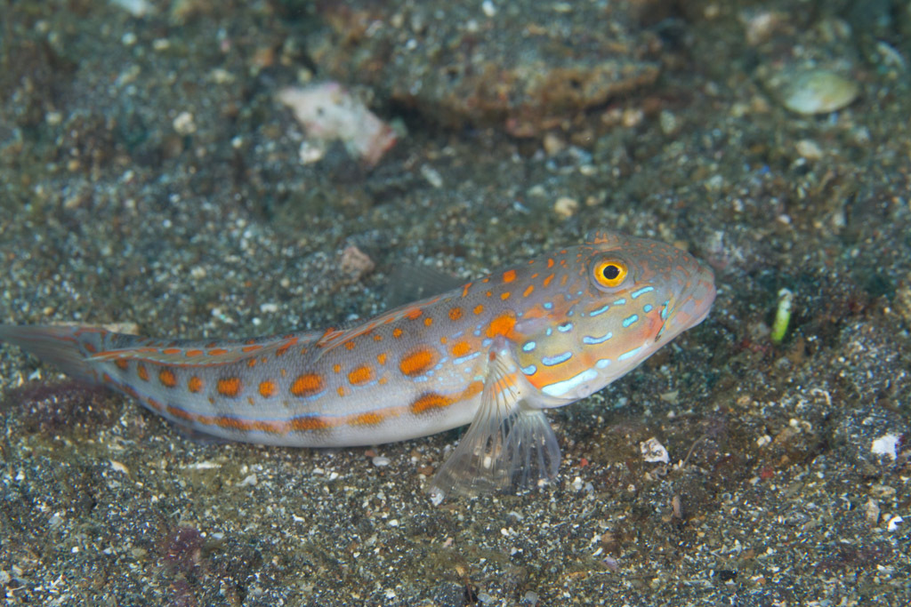 Orange-dashed Goby