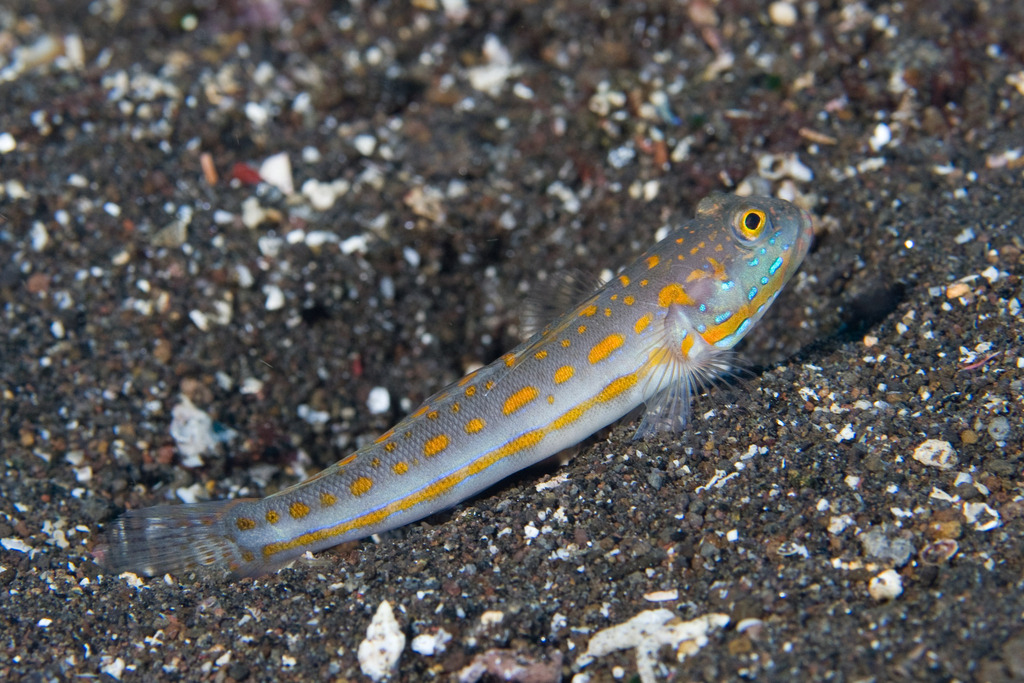 Orange-dashed Goby