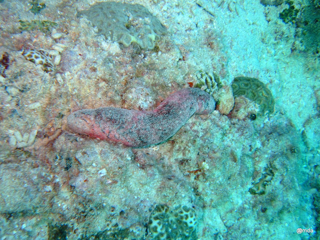 Pinkfish Sea Cucumber