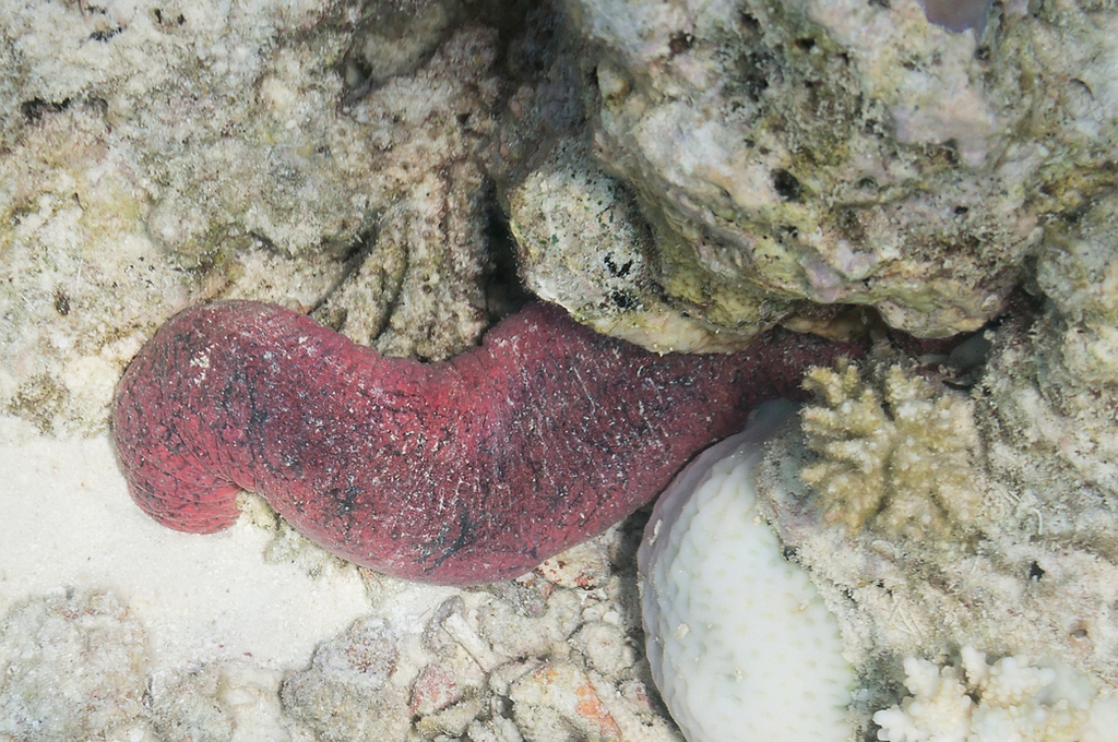 Pinkfish Sea Cucumber