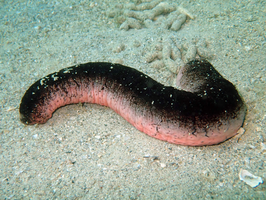 Pinkfish Sea Cucumber