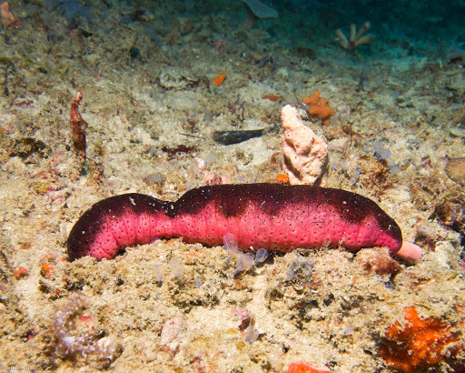 Pinkfish Sea Cucumber