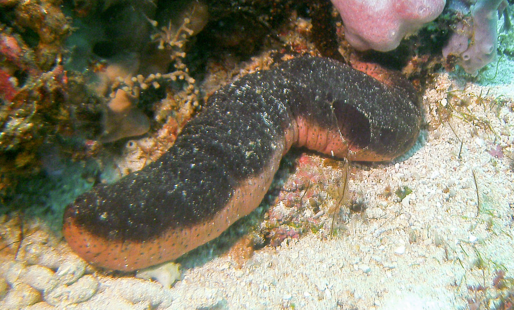 Pinkfish Sea Cucumber