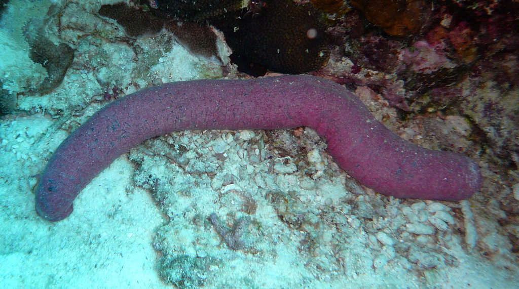 Pinkfish Sea Cucumber