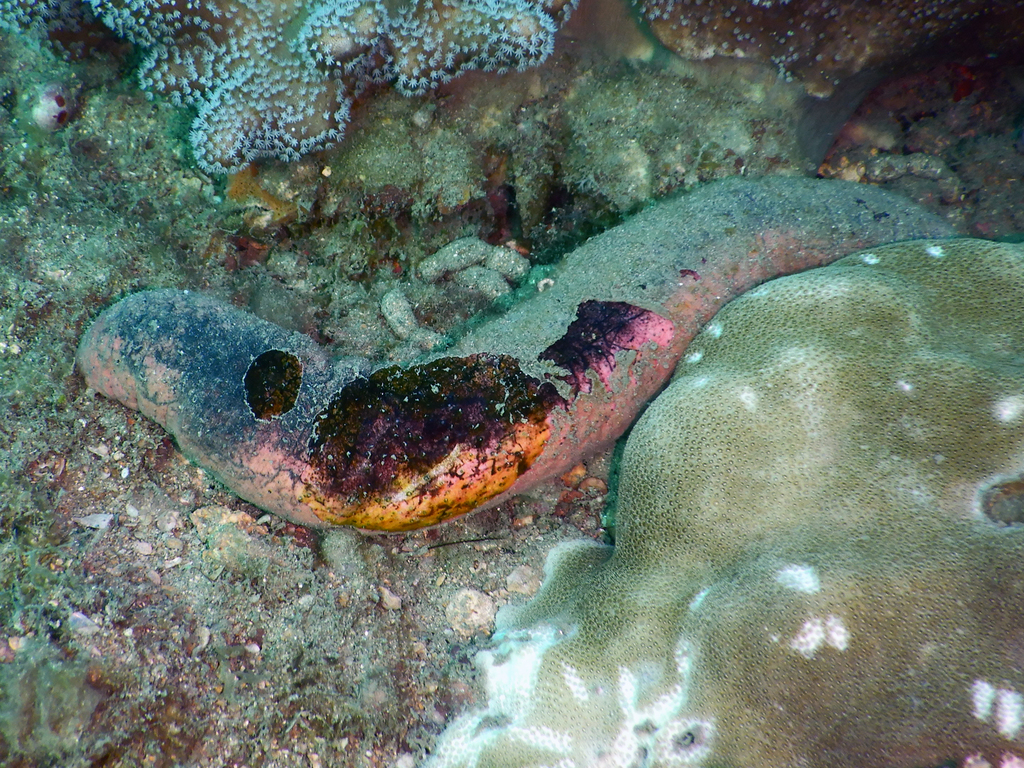 Pinkfish Sea Cucumber