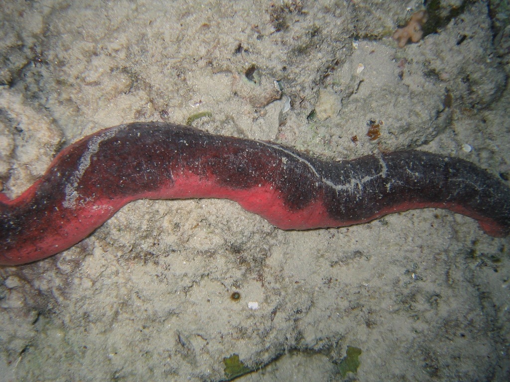 Pinkfish Sea Cucumber