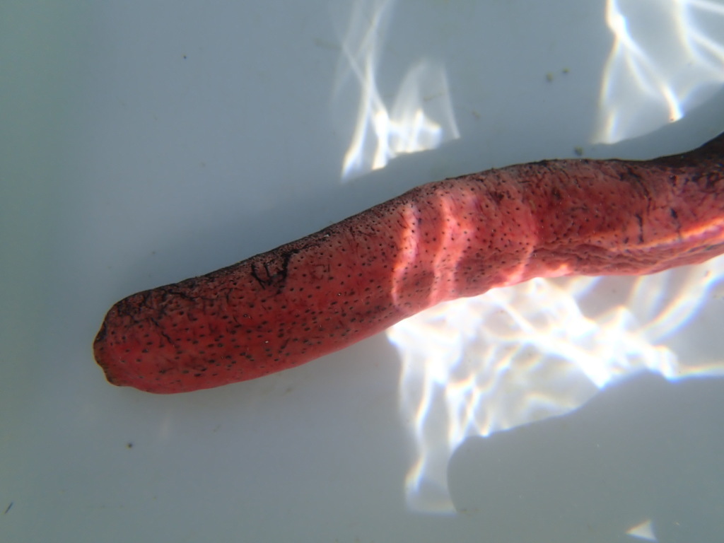 Pinkfish Sea Cucumber