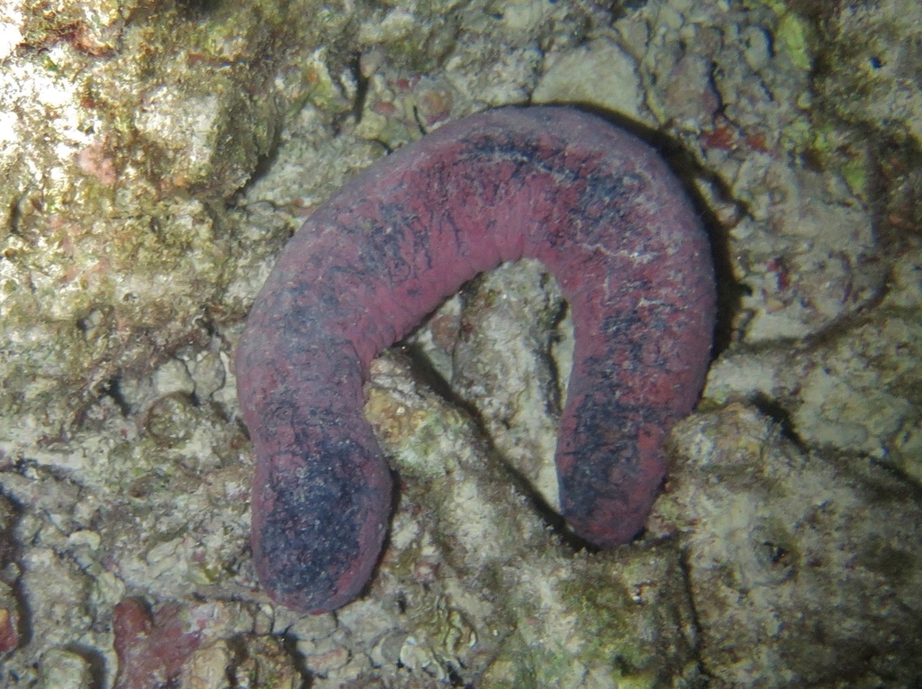 Pinkfish Sea Cucumber