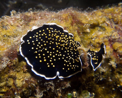 Gold-dotted Flatworm