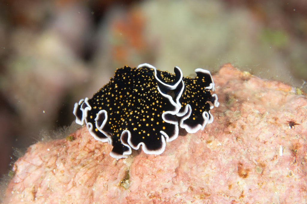 Gold-dotted Flatworm