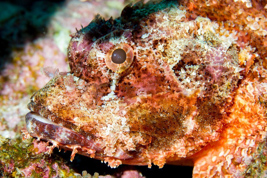 Tassled Scorpionfish