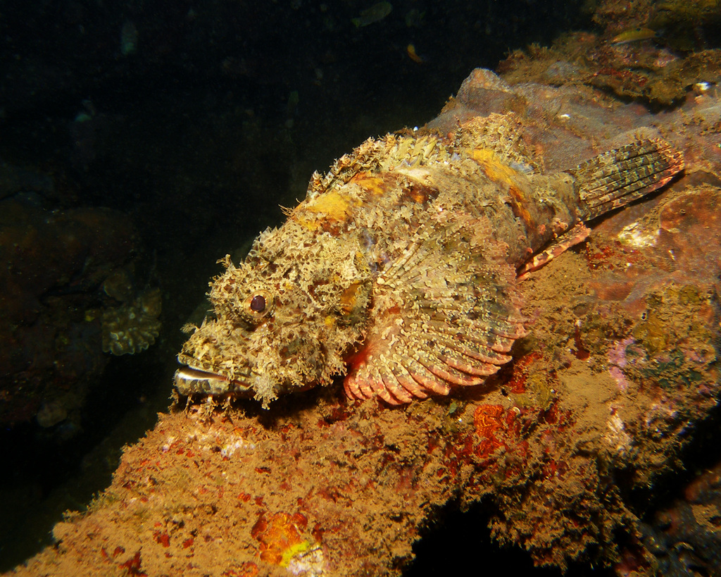 Tassled Scorpionfish