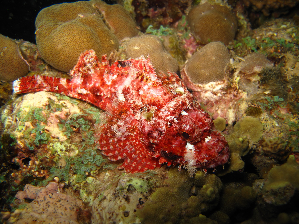 Tassled Scorpionfish