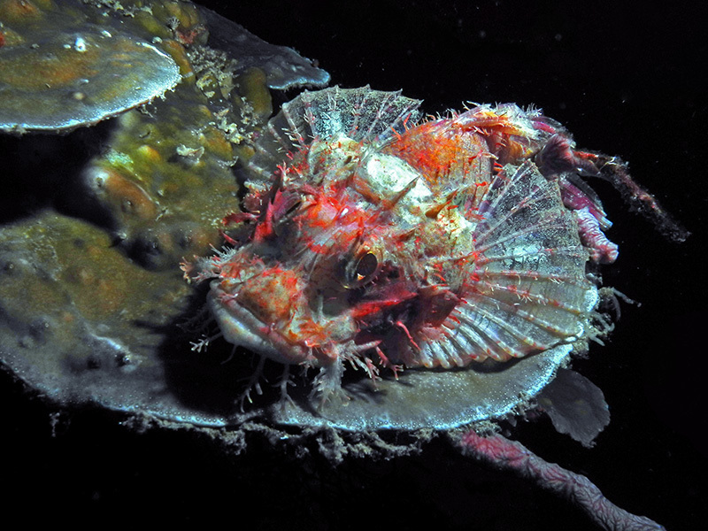 Tassled Scorpionfish