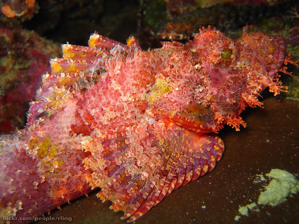 Tassled Scorpionfish