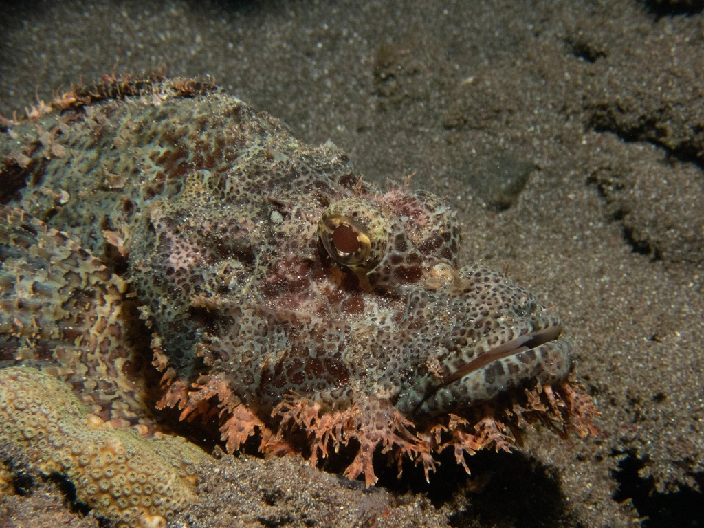 Tassled Scorpionfish