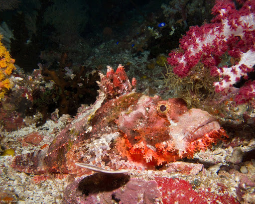 Tassled Scorpionfish