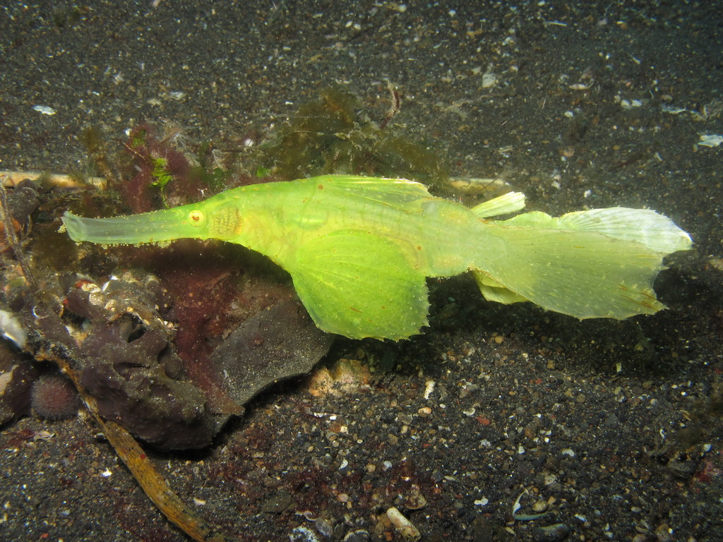 Poisson-fantôme robuste