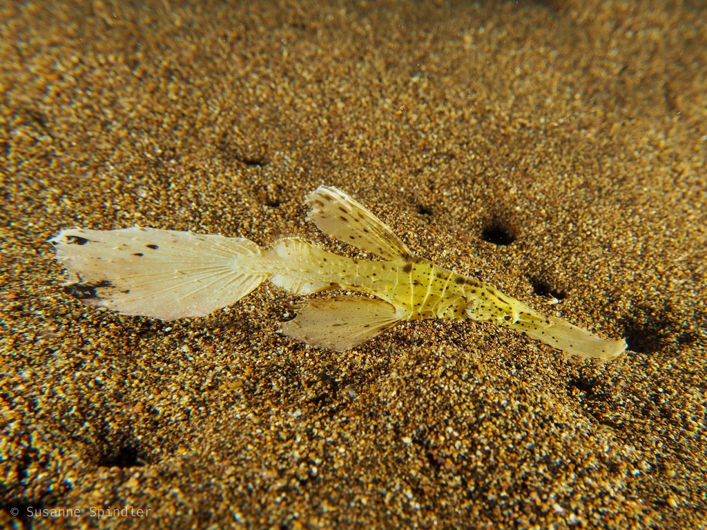 Robust Ghostpipefish