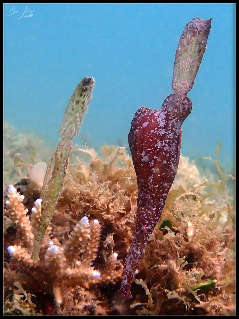Poisson-fantôme robuste