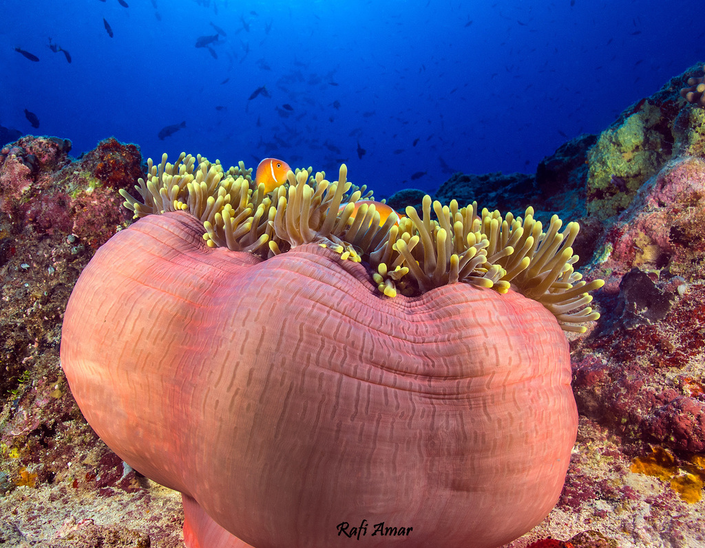 Magnificent Sea Anemone