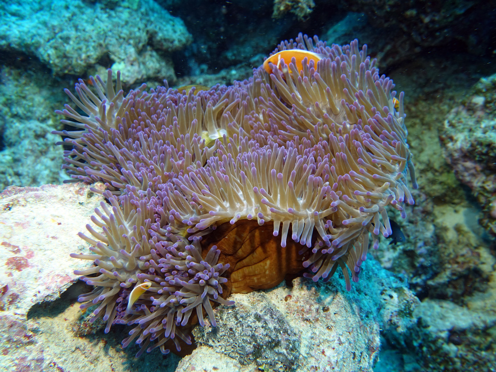 Anémone magnifique