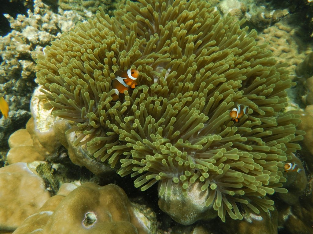 Anémone magnifique