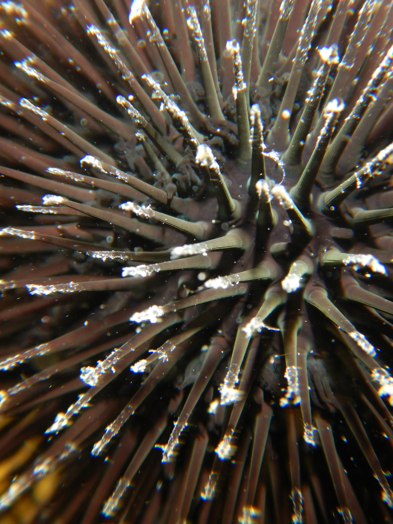 Black sea urchin