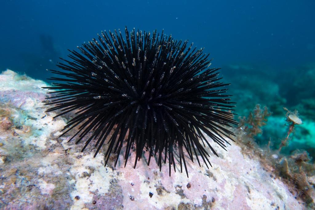 Black sea urchin