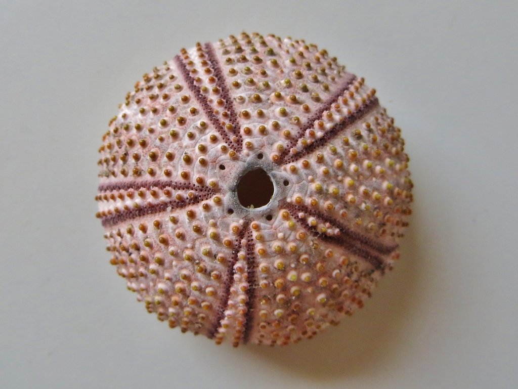 Black sea urchin