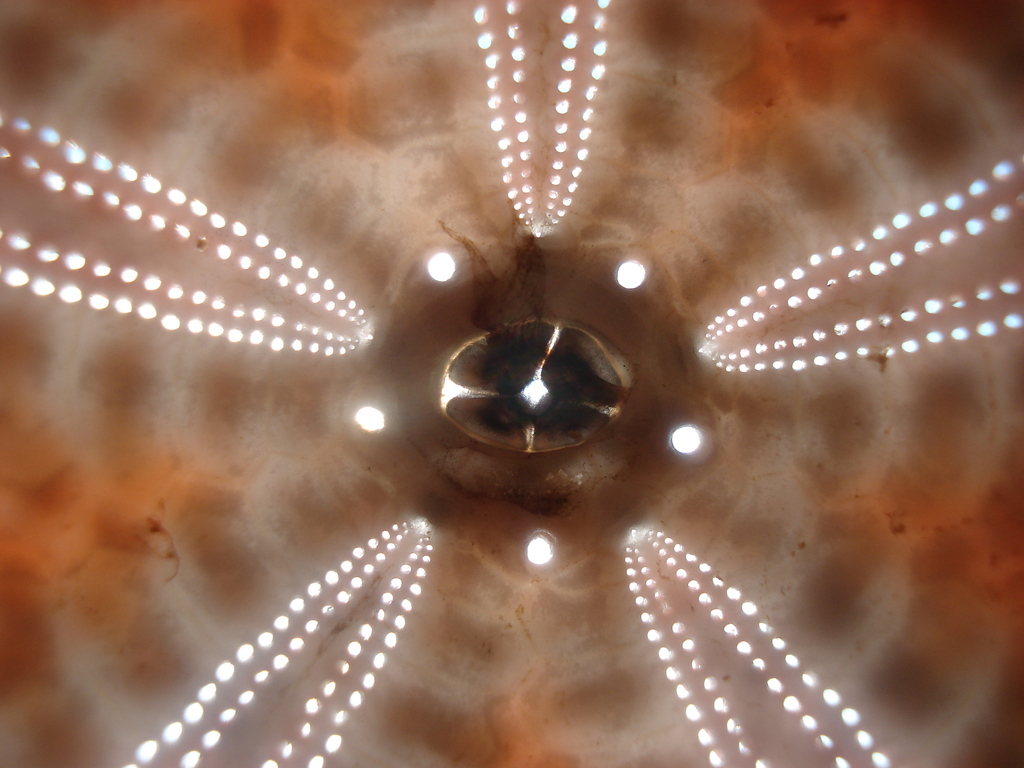Black sea urchin