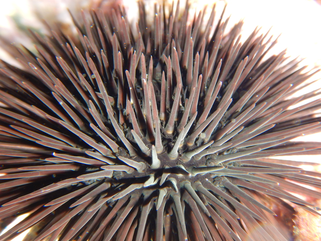 Black sea urchin