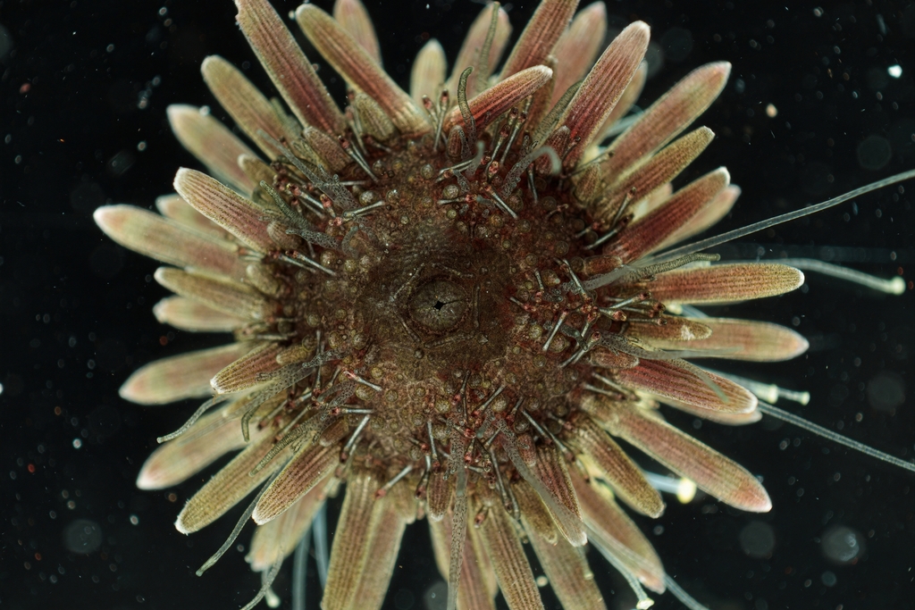Black sea urchin