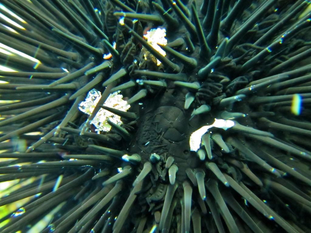 Black sea urchin
